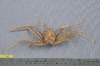 藏品(加氏昆人面蟹)的圖片